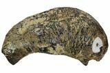 Fossil Whale Ear Bone - Miocene #109255-1